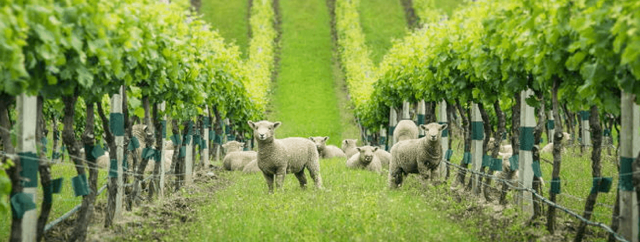 New Zealand wine tasting masterclass