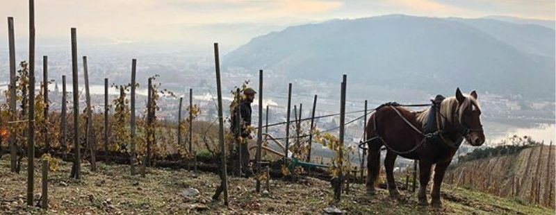 Chapoutier wine horse